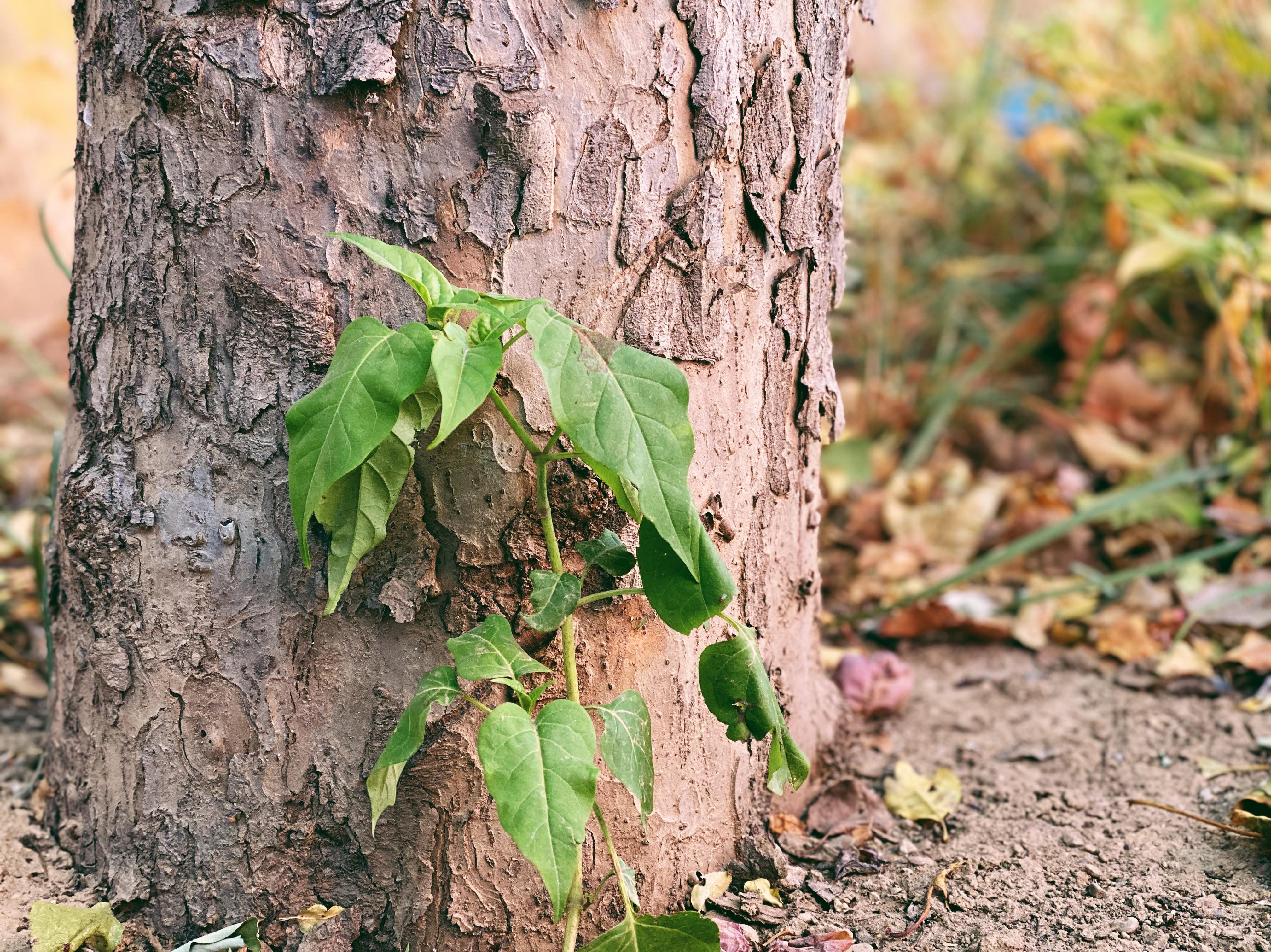 High-resolution Global Soil Respiration Dataset Generated for Carbon Emission Study