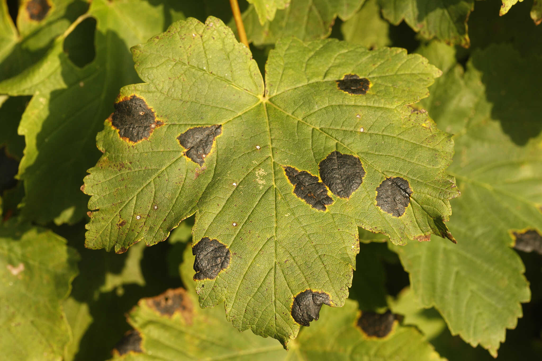International Day of Plant Health: Plant Health Matters