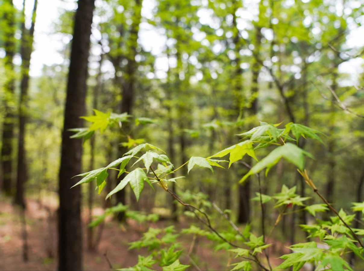 Sunlit Background Visible in Remote Sensing Images Controls Vertical Distributions of Stereoscopic Point Clouds in Forested Area