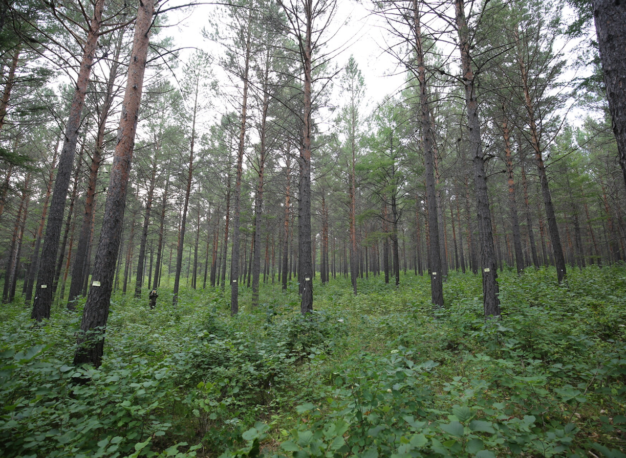 What will Happen for Forest Remote Sensing When 10-cm Satellite Imagery is Coming