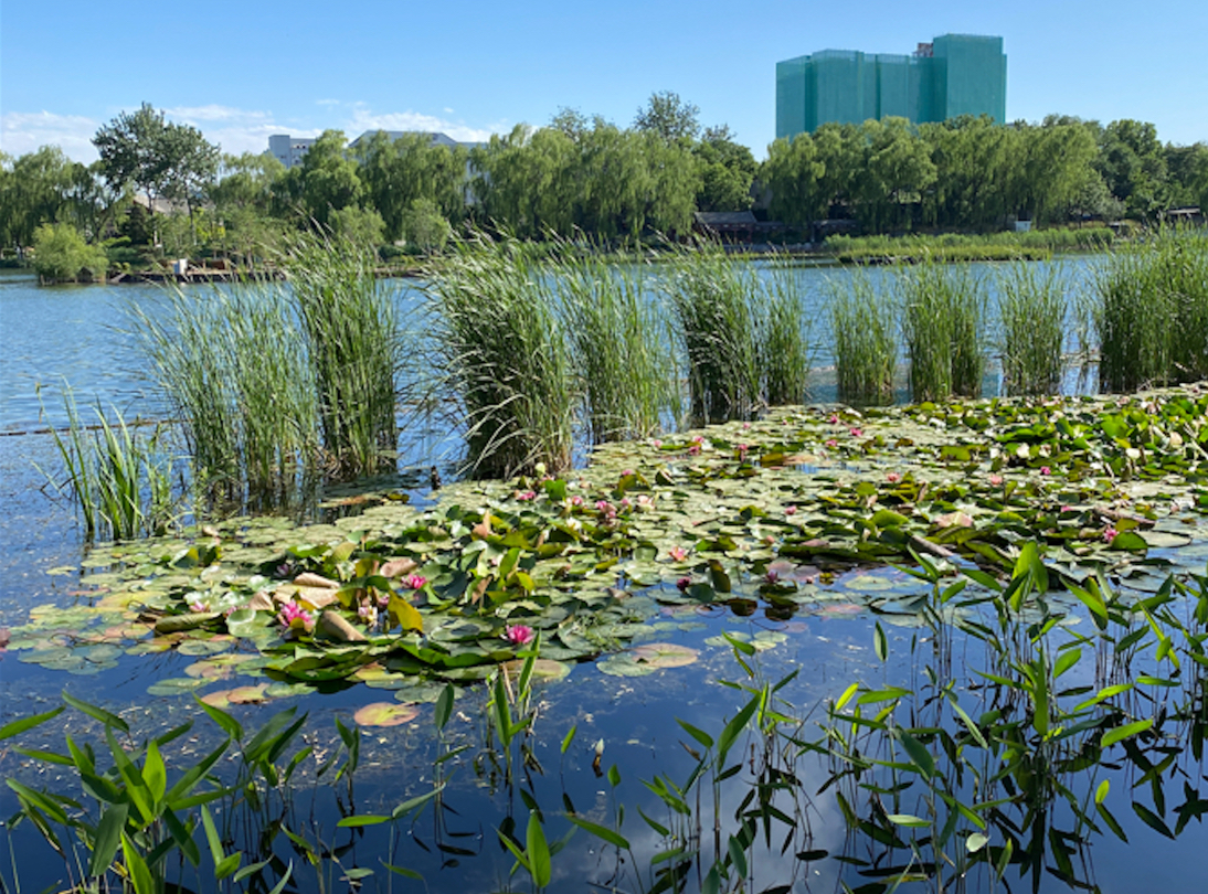 Study Reveals SDGSAT-1’s Superiority in Urban Wetland Monitoring