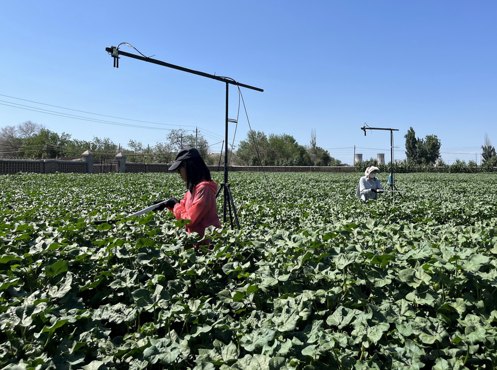 Study Unravels Dynamics of Plant Stress Using Solar-Induced Chlorophyll Fluorescence