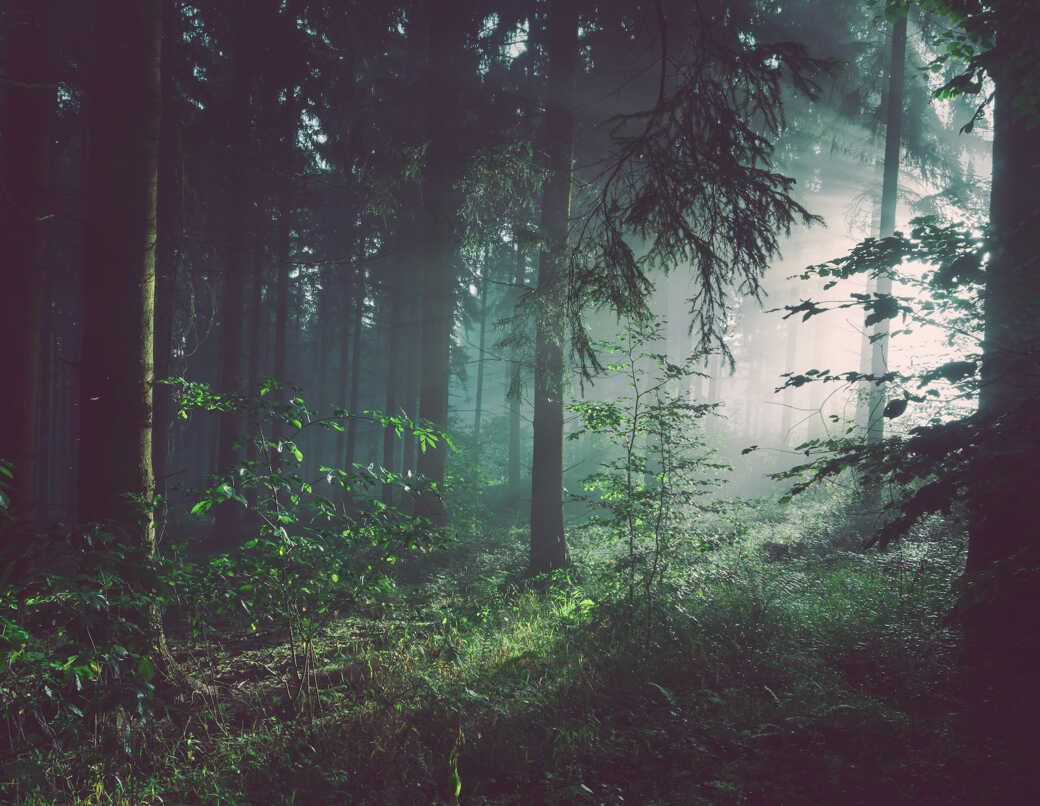 Global Map Reveals One-third of World's Forests Disturbed in Two Decades