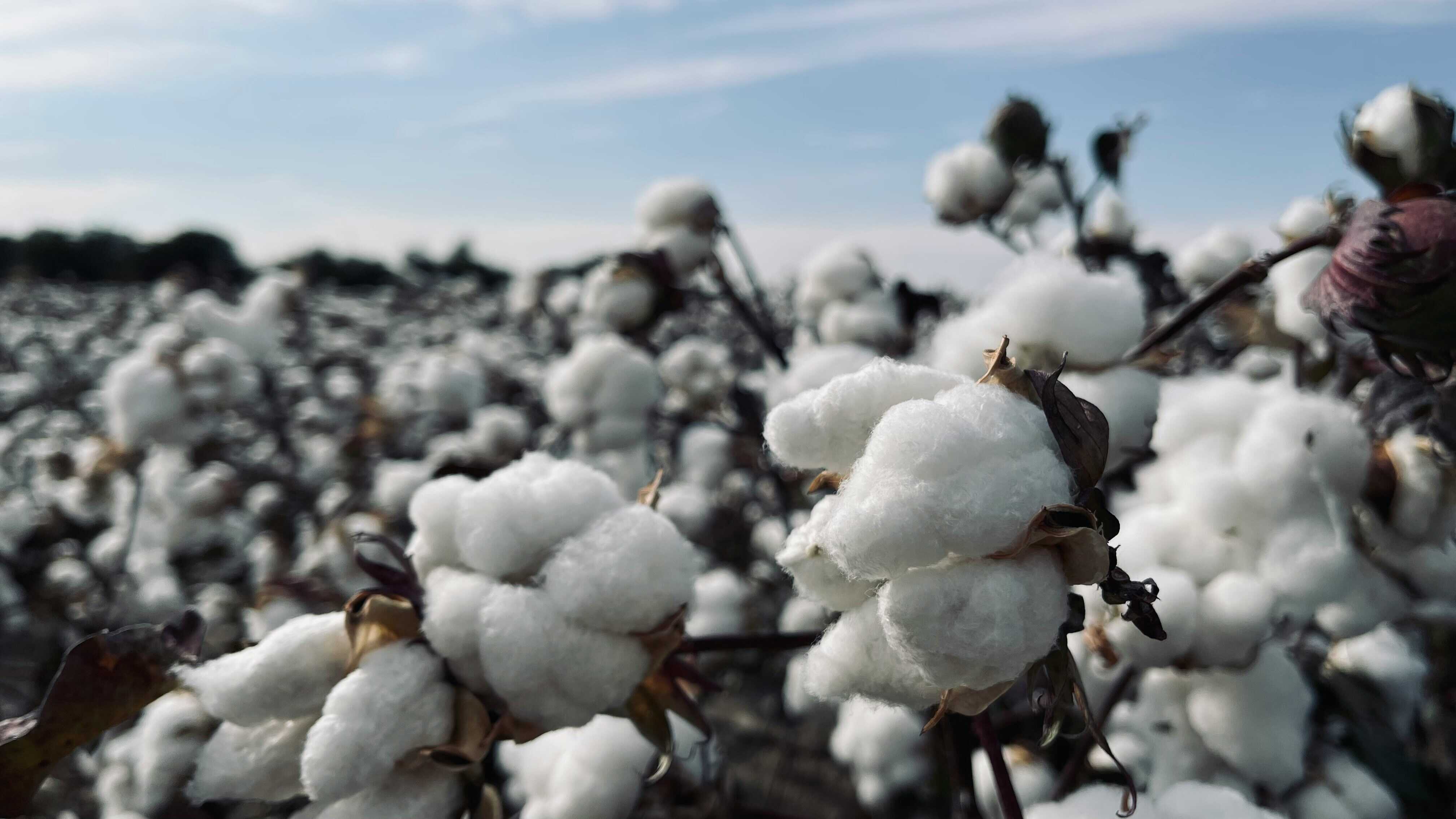 New Method Maps Cotton Fields In Xinjiang Months Earlier Using Plastic-Mulching Signals